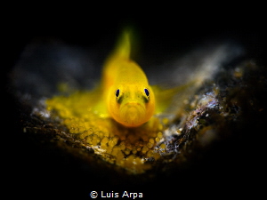 Lubricogobius exiguus (male with eggs) by Luis Arpa 